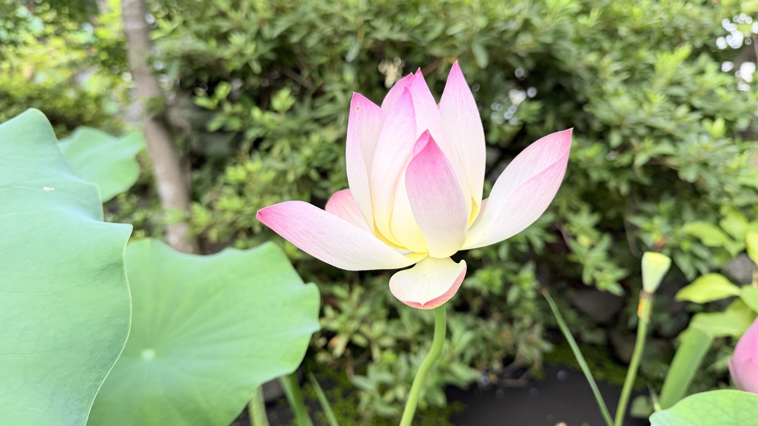 蓮の花